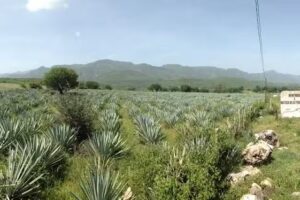 Acaquila Municipio de Huitzuco