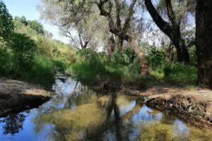 Arroyo los abedules