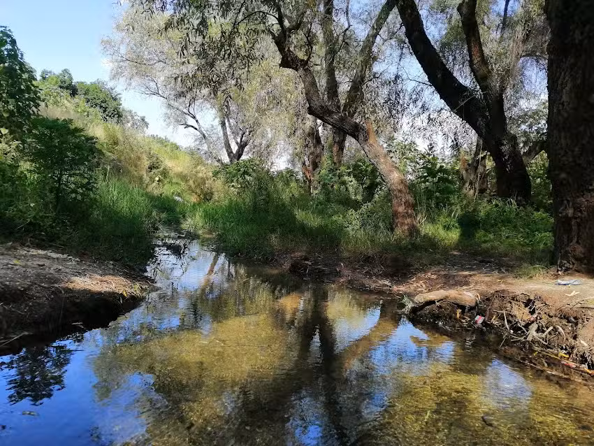 Arroyo los abedules