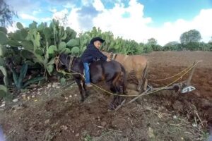Bajio De Los Encinos