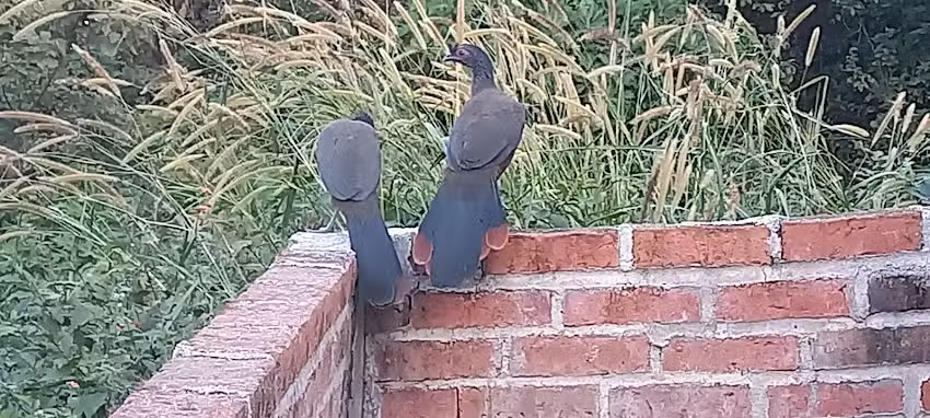 Caba&ntilde;as la Montosa