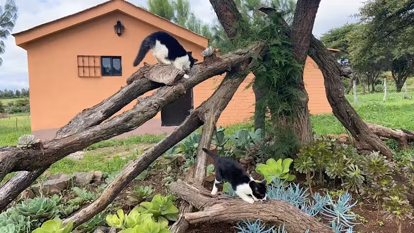 Caba&ntilde;as Le&oacute;n