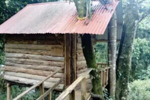 Caba&ntilde;as los ficus