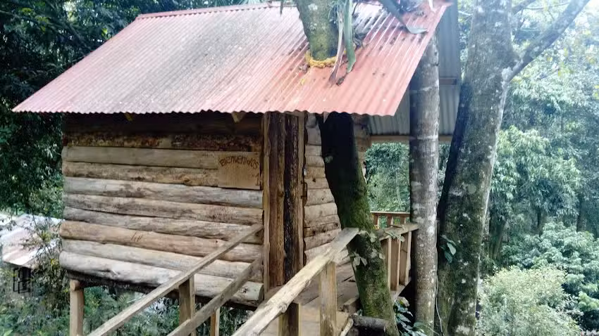 Caba&ntilde;as los ficus