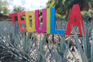 Campo agave la escondida visit tours