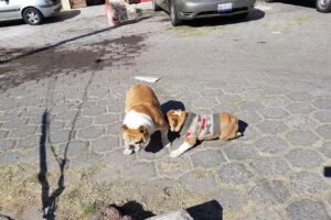 Casa de hu&eacute;spedes &ldquo;Alcanfores&rdquo;