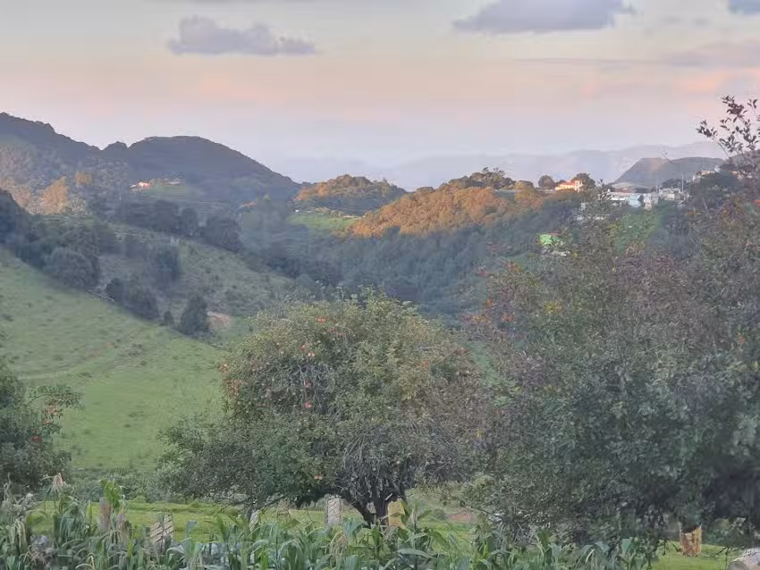 Casa del &Aacute;rbol & Casa Columba