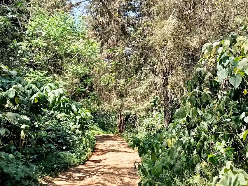 Casa Linaje de la Finca Don Silvano
