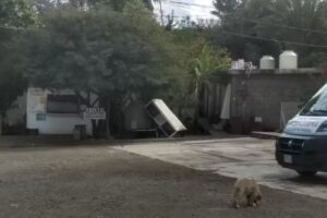 Cuartos de Renta &ldquo;El palmar&rsquo;