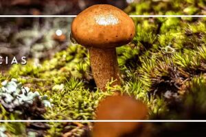 Experiencias M&aacute;gicas Huautla