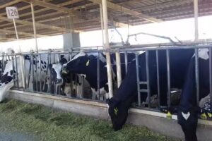 Hermanos Zaragoza Establos