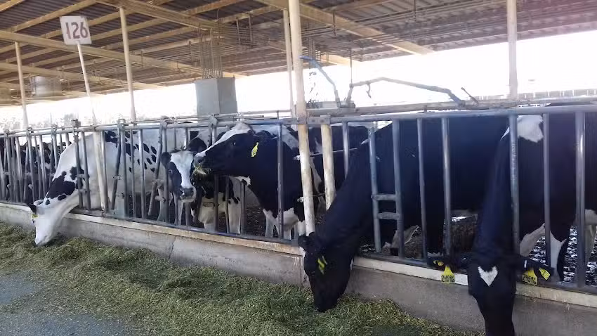 Hermanos Zaragoza Establos