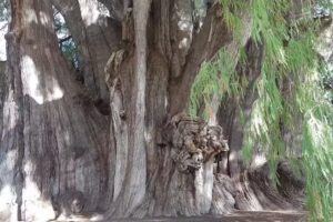 Hostal Casa del Arbol