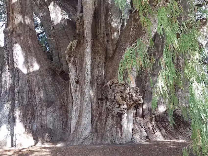 Hostal Casa del Arbol
