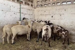 HOTEL DE CABALLOS JC