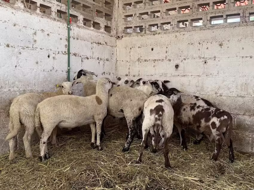 HOTEL DE CABALLOS JC