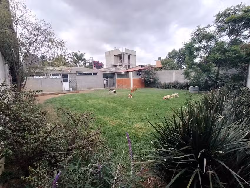 Hotel para mascotas San Jacinto