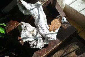 Hotel San Rafael Barrancas