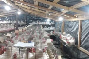 LA CA&Ntilde;ADA DEL MACHO