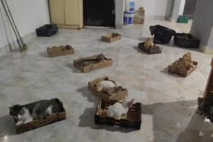 La Casita de Crispin: El Musical