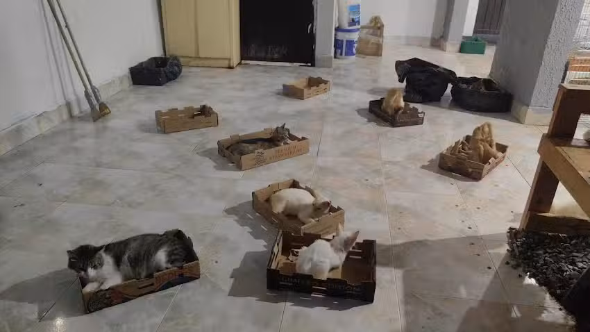 La Casita de Crispin: El Musical