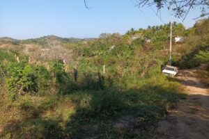 Las palmitas de papagayo