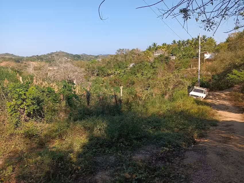 Las palmitas de papagayo