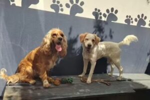 Lovet Hotel Amados Como En Casa