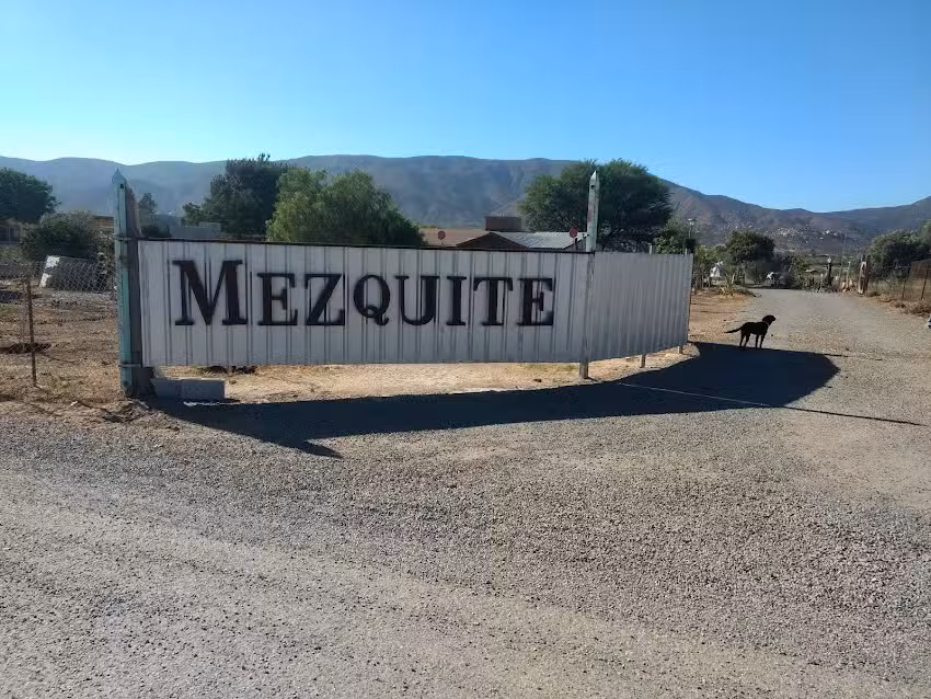Mezquite
