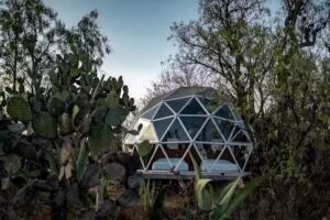 Ra&iacute;ces M&eacute;xico