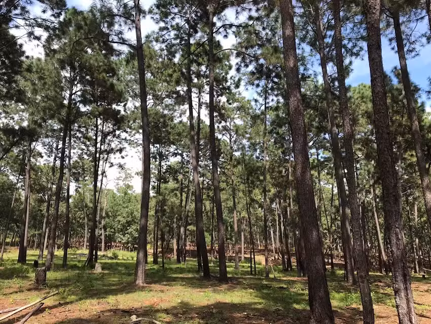Rancho Mesa Los Leales