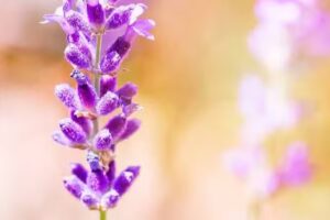 Rancho San Mart&iacute;n Lavanda