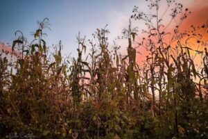 Refugio de los Menhires