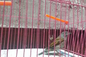 salon del maestro jubilado