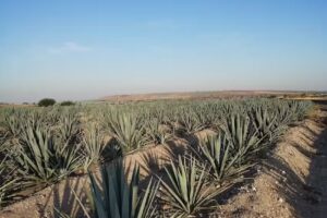 San Antonio Del Pochote, Gto.